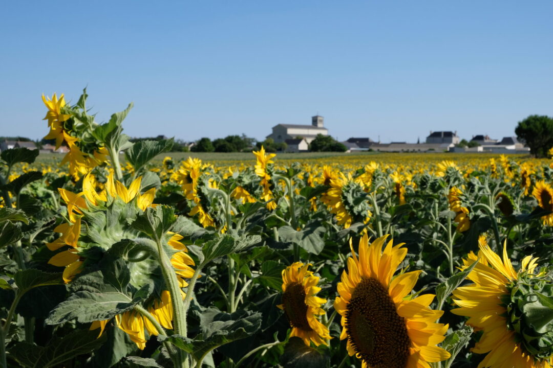 expo vaudelnay (44)